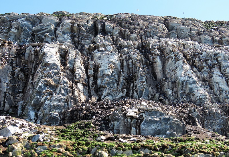 The Bird Cliffs on Hornoya Island. Photo © Gina Nichol. 