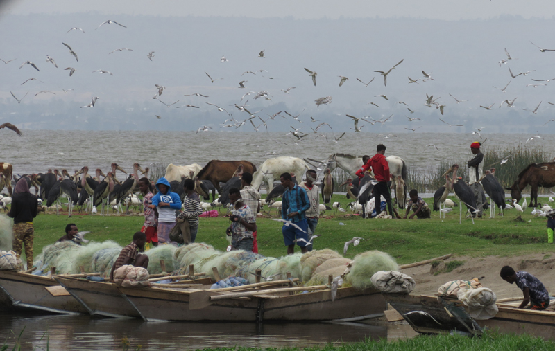 Awassa Lake Fish Market. Photo © Gina Nichol. 