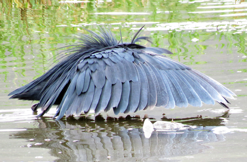 Black Heron canopy feeding. Photo © Gina Nichol.