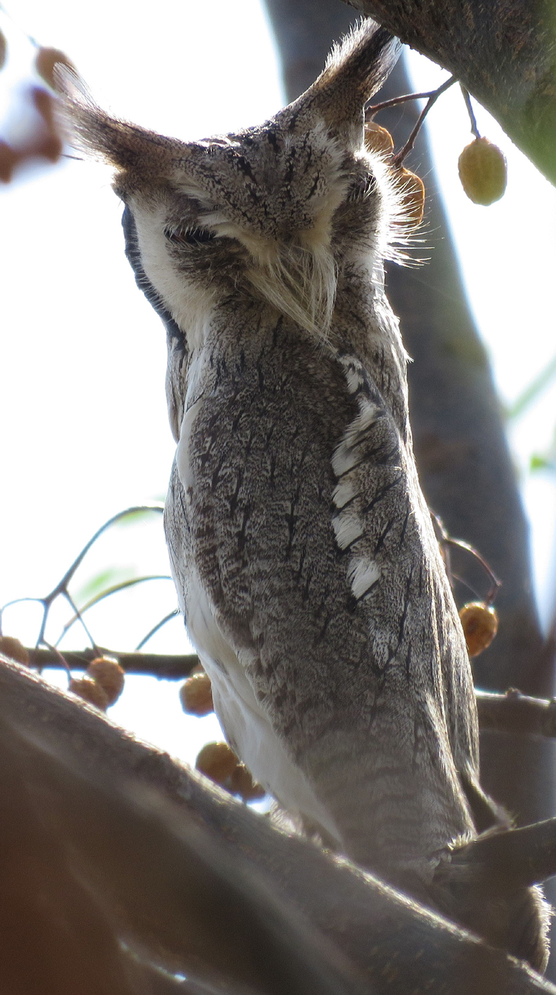 White-faced Owl. Photo © Gina Nichol. 