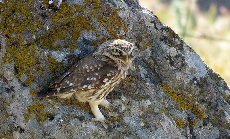 Little Owl. Photo © Gina Nichol.