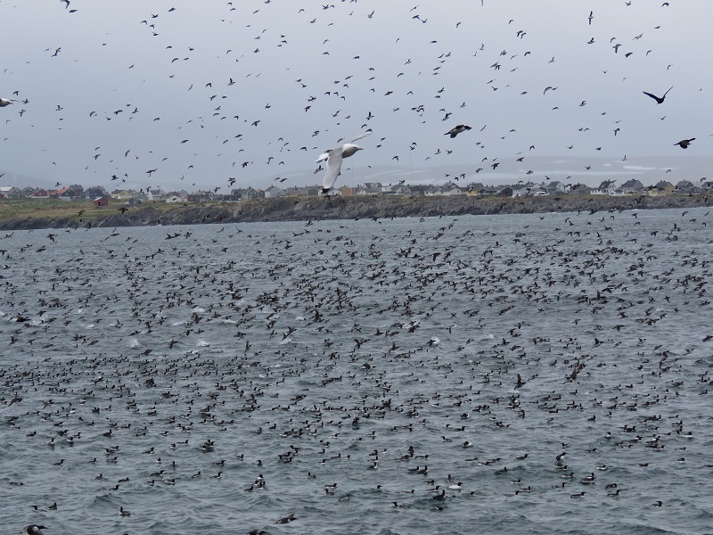 Seabirds, mostly Common Murres, off Hornoya. Photo © Gina Nichol. 