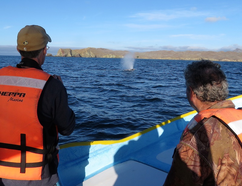 Gray Whale blow. Photo © Gina Nichol.