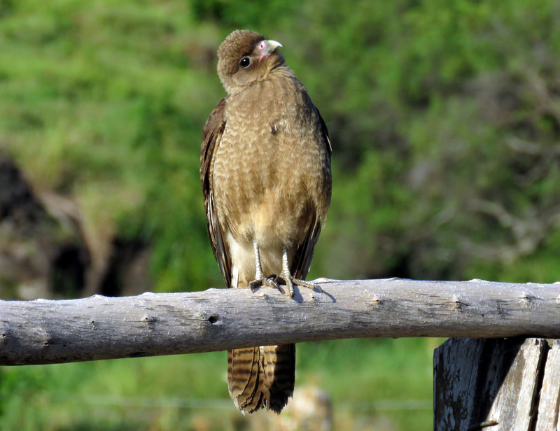 Chimango Caracara on Easter Island. Photo © Gina Nichol 