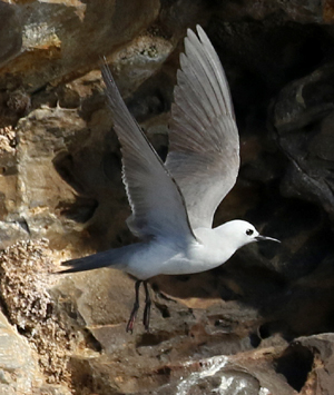 Gray Noddy photo by Steve Bird.