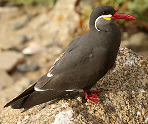 Inca Tern. Photo by Steve Bird. 