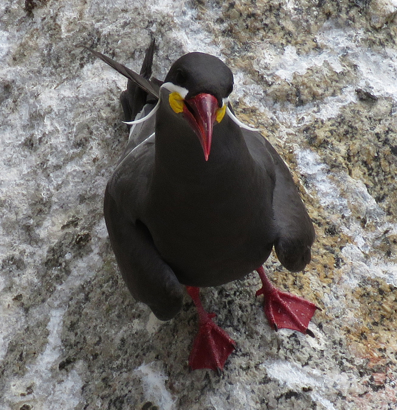 Inca Tern. Photo © Gina Nichol. 