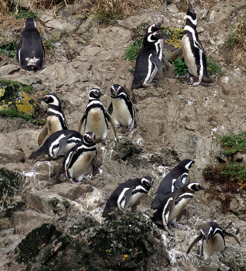 Magellanic Penguins. Photo © Gina Nichol.