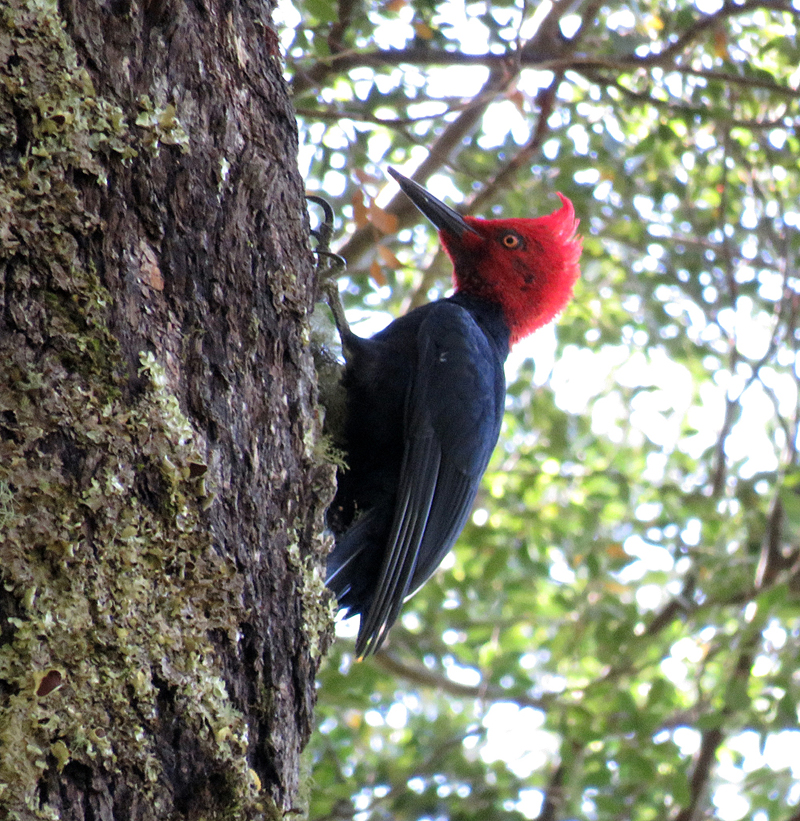 Magellanic Woodpecker, male. Photo © Gina Nichol. 