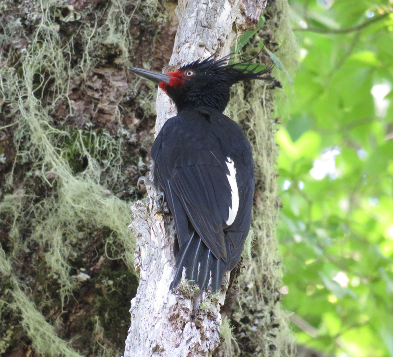 Magellanic Woodpecker, female. Photo © Gina Nichol. 