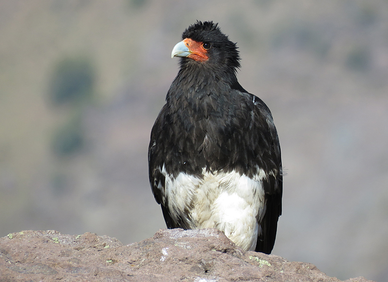 Mountain Caracara. Photo © Gina Nichol.