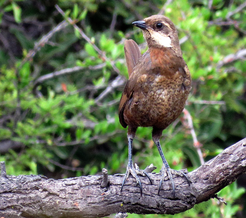 Moustached Turca. Photo © Gina Nichol.