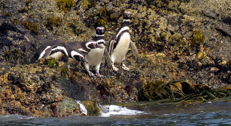 Magellanic Penguins. Photo © Gina Nichol.