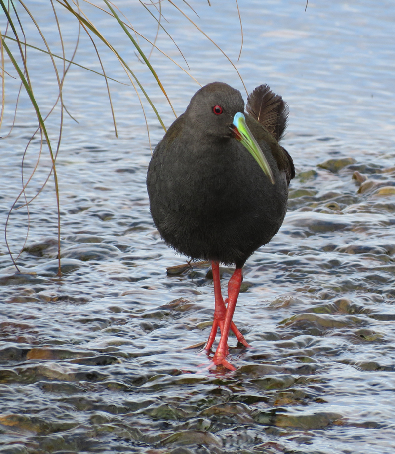 Plumbeous Rail. Photo © Gina Nichol. 