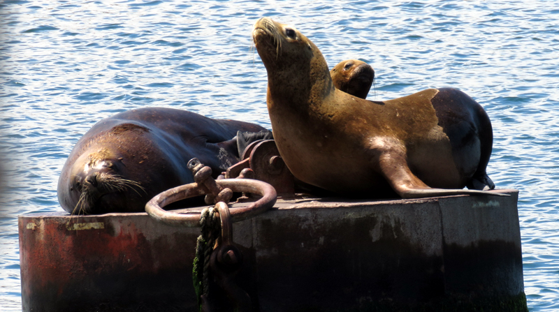 Southern Sea Lions. Photo © Gina Nichol.