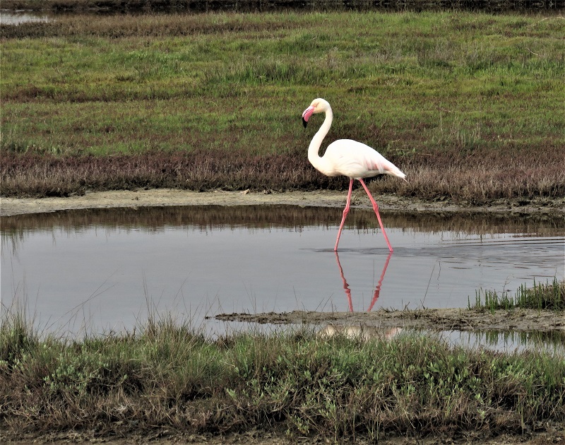 Flamingo. Photo © Gina Nichol.