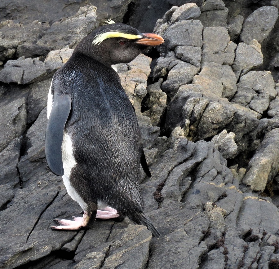 Fiordland Penguin. Photo © Gina Nichol.