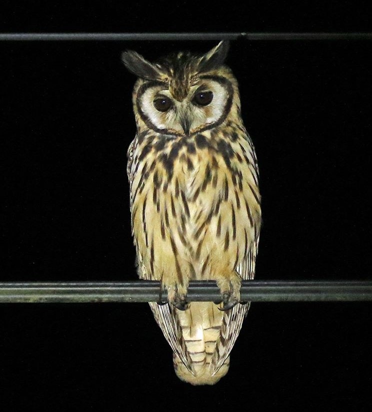 Striped Owl by Steve Bird. 