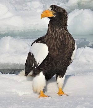 Steller's Sea Eagle, Japan. Photo © Gina Nichol.
