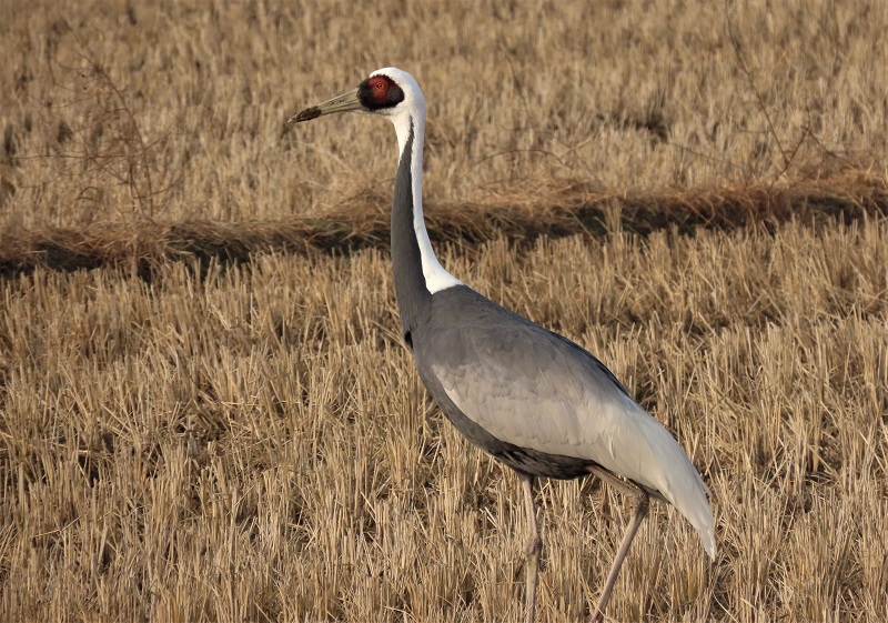 White-naped Crane, Arasaki. Photo © Gina Nichol.