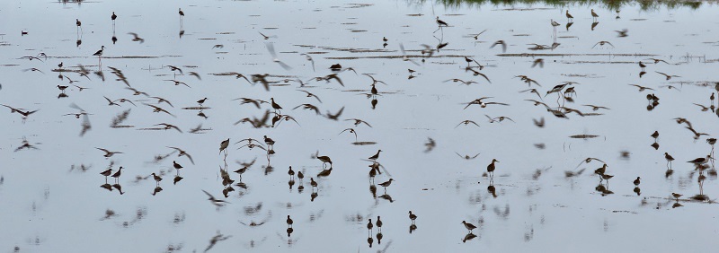 Shorebirds at the Ebro Delta, Spain. Photo © Gina Nichol.