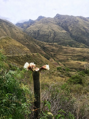 Cochabamba Highlands.