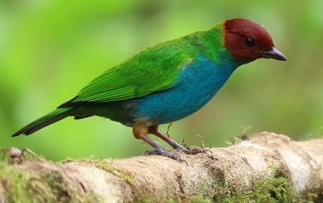 Bay-headed Tanager by Gina Nichol