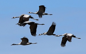 Common Cranes by Steve Bird.