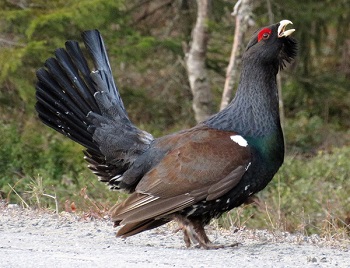Capercaillie. Photo by Gina Nichol