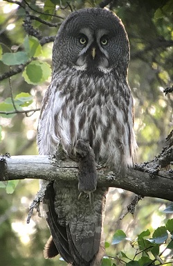 Great Gray Owl by Gina Nichol.