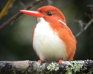 Madagascar Pygmy Kingfisher.