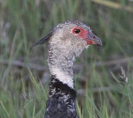 Southern Screamer