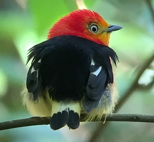 Band-tailed Manakin