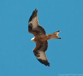 Red Kite