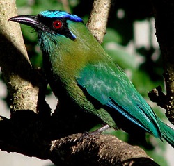 Lesson's Motmot by Gina Nichol