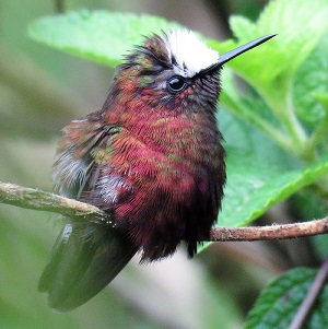 Snowcap. Photo by Gina Nichol