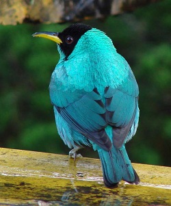 Green Honeycreeper by Gina Nichol.