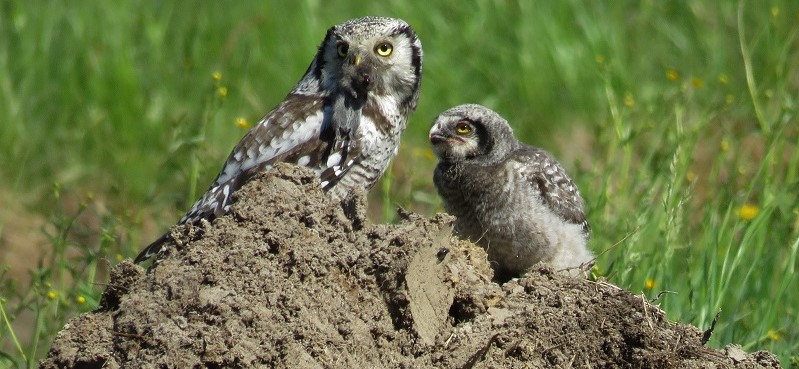 Hawk Owl by Gina Nichol.