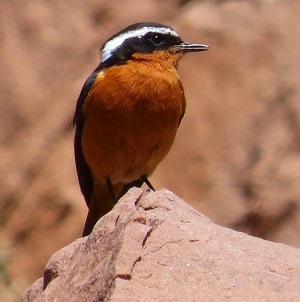 Moussier's Redstart, Morocco