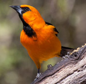 Altamira Oriole