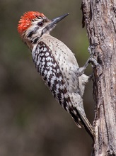 Ladder-backed Woodpecker