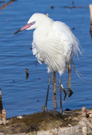 Reddish Egret, Juvenile