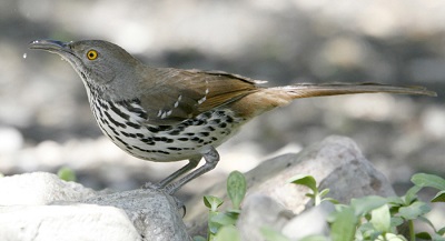 Long-billed Thrasher