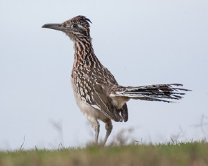 Greater Roadrunner