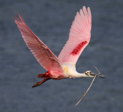 Roseate Spoonbill