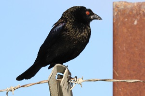 Bronzed Cowbirds