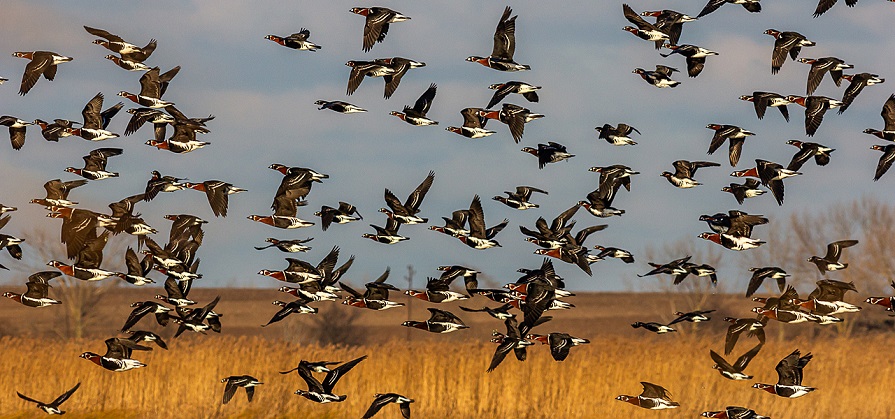 Red-breasted Geese