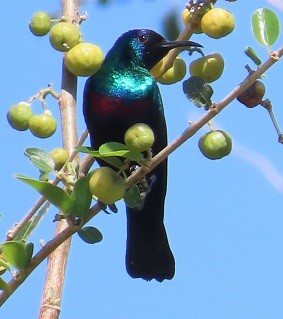 Arabian Sunbird by Gina Nichol.