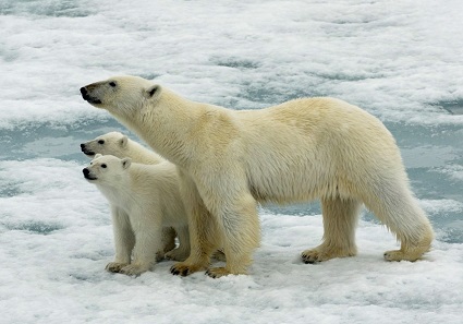 Polar Bears