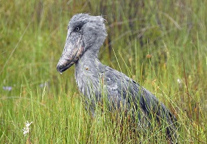 Shoebill by Steve Bird.